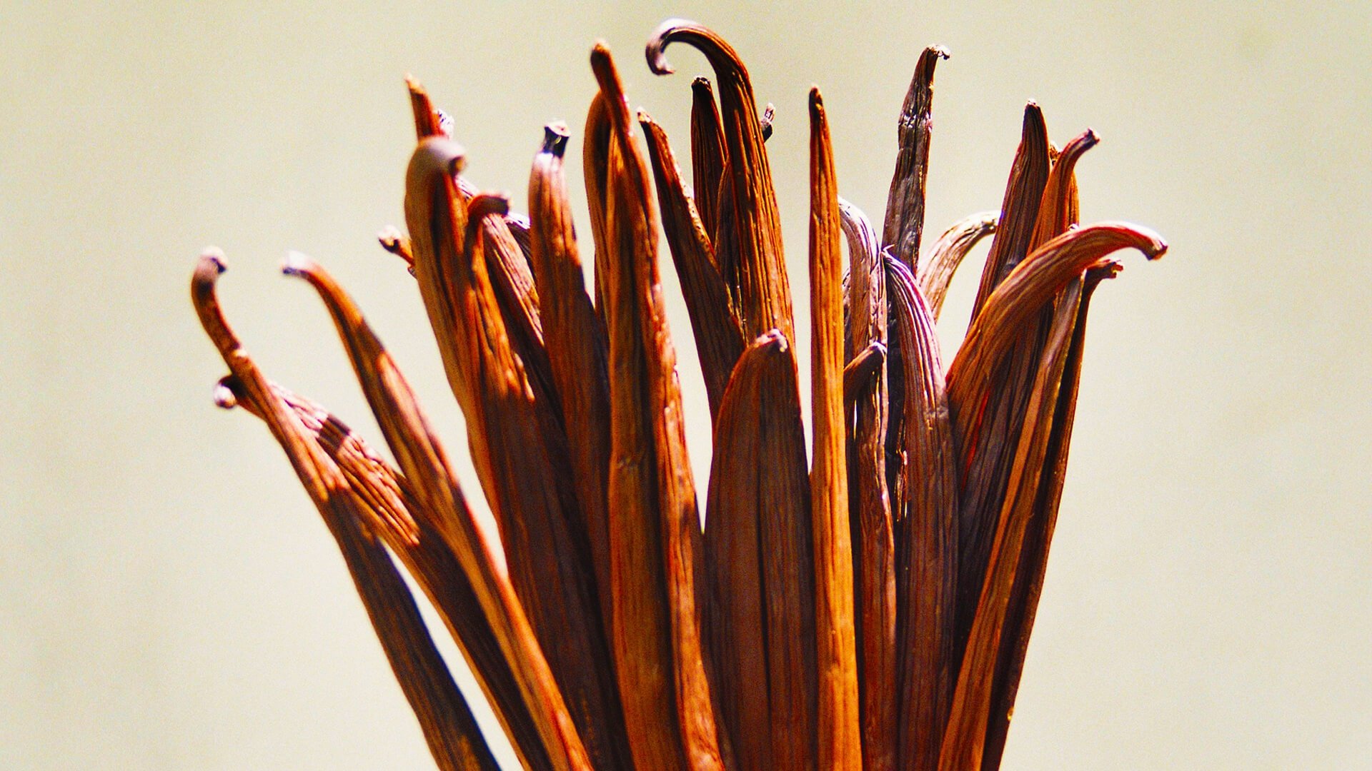 Sri Lanka vanilla farmers